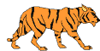 Tigre