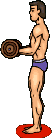 Musculature